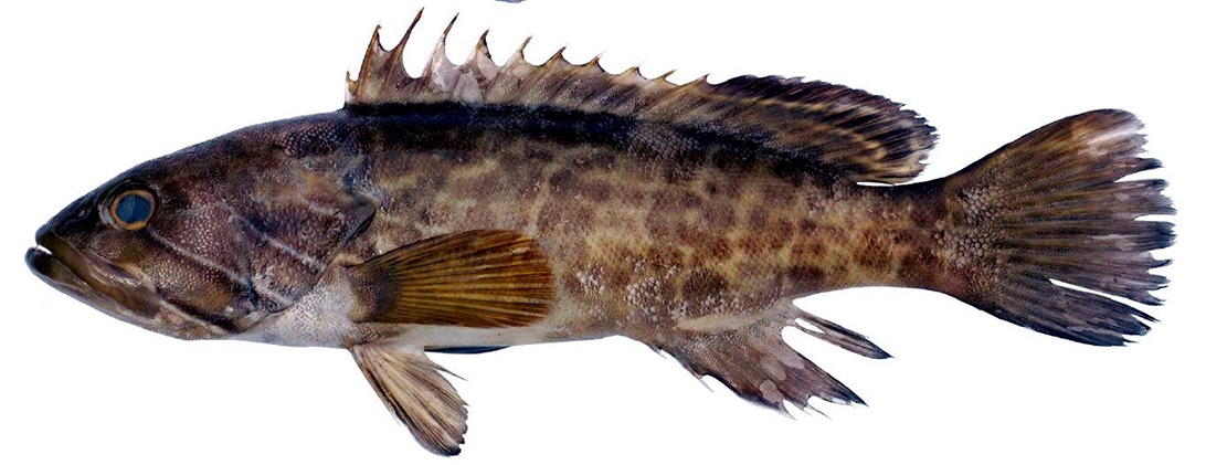 Epinephelus aeneus_007